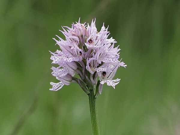 neotinea trojzubá-vstavač trojzubý Neotinea tridentata (Scop.) R. M. Bateman, Pridceon et M. W. Chase