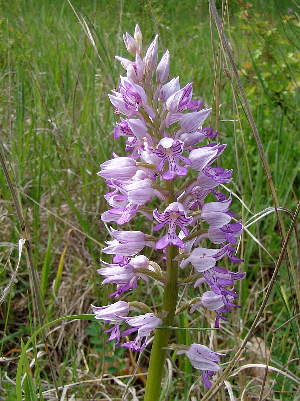 vstavač vojenský Orchis militaris L.