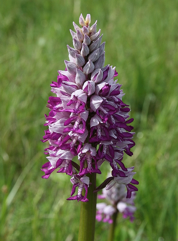 vstavač vojenský Orchis militaris L.