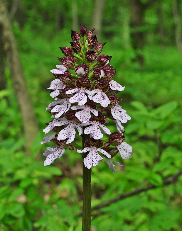 vstavač purpurový Orchis purpurea Huds.