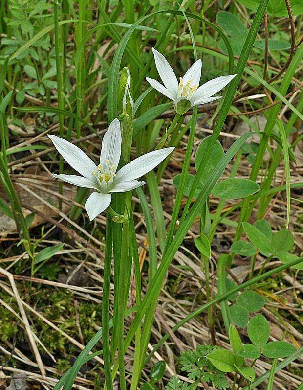 bledavka okolíkatá Ornithogalum umbellatum L