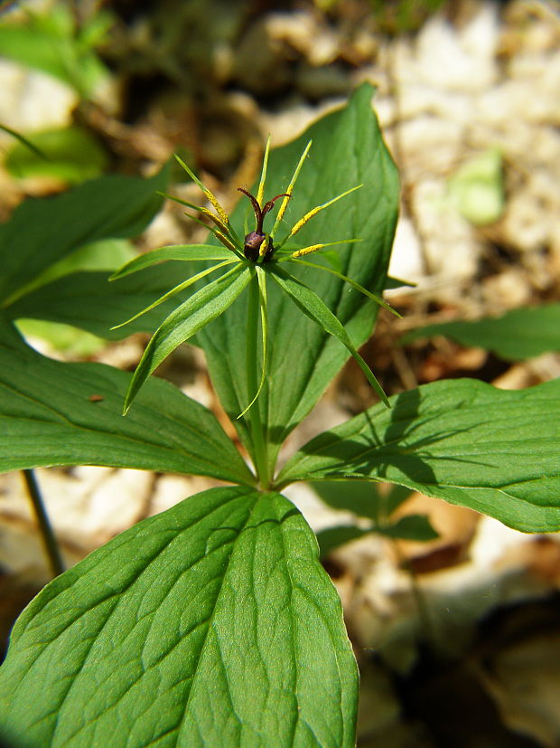 vranovec štvorlistý Paris quadrifolia L.