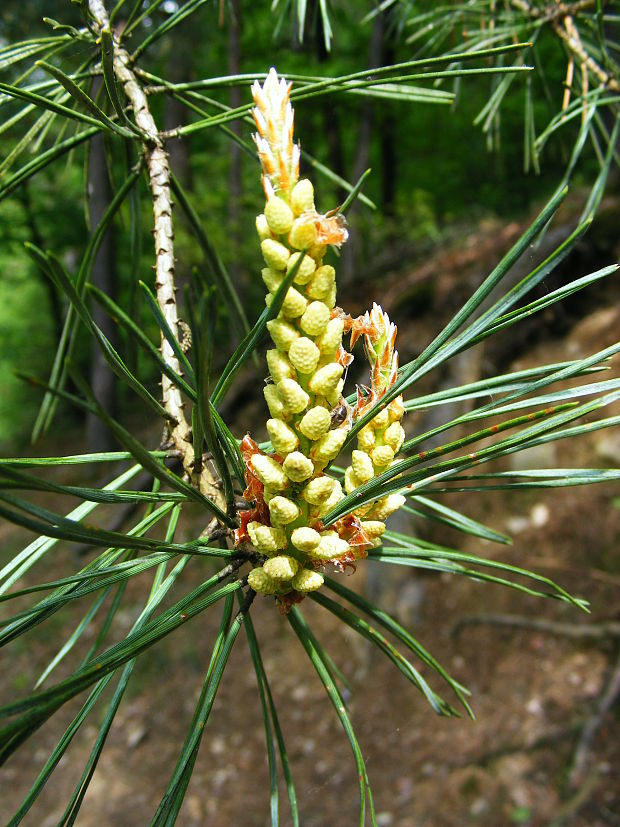 borovica lesná Pinus sylvestris L.