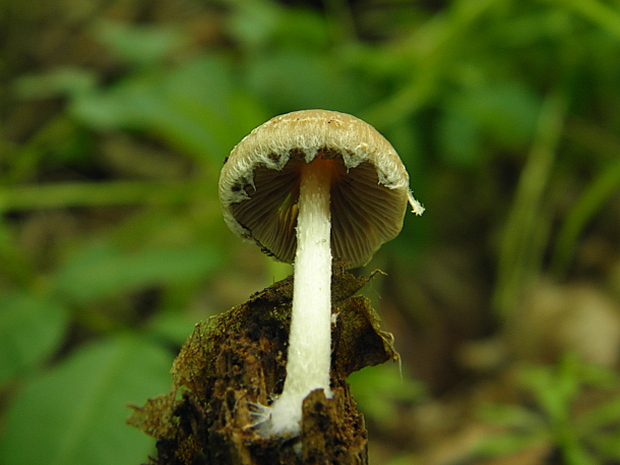 drobuľka?? Psathyrella sp.??