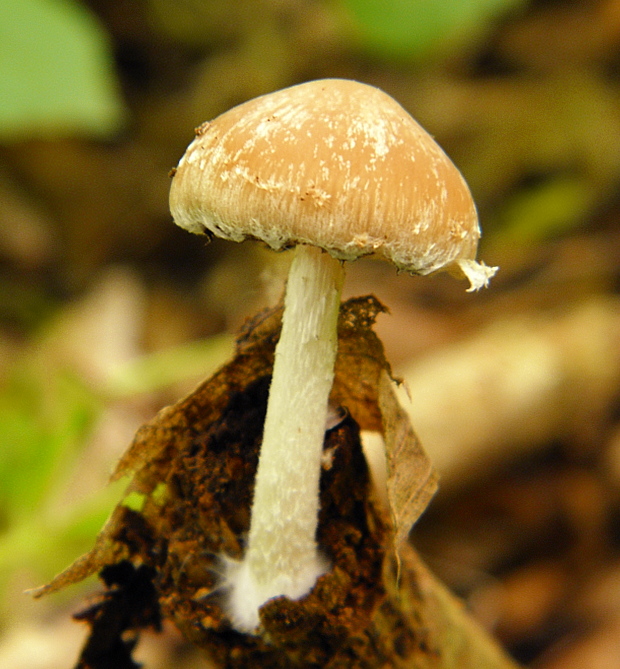 drobuľka?? Psathyrella sp.??