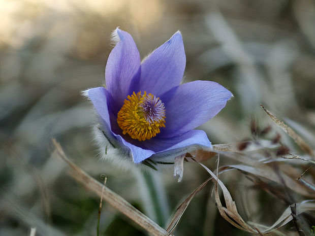 poniklec slovenský Pulsatilla slavica Reuss