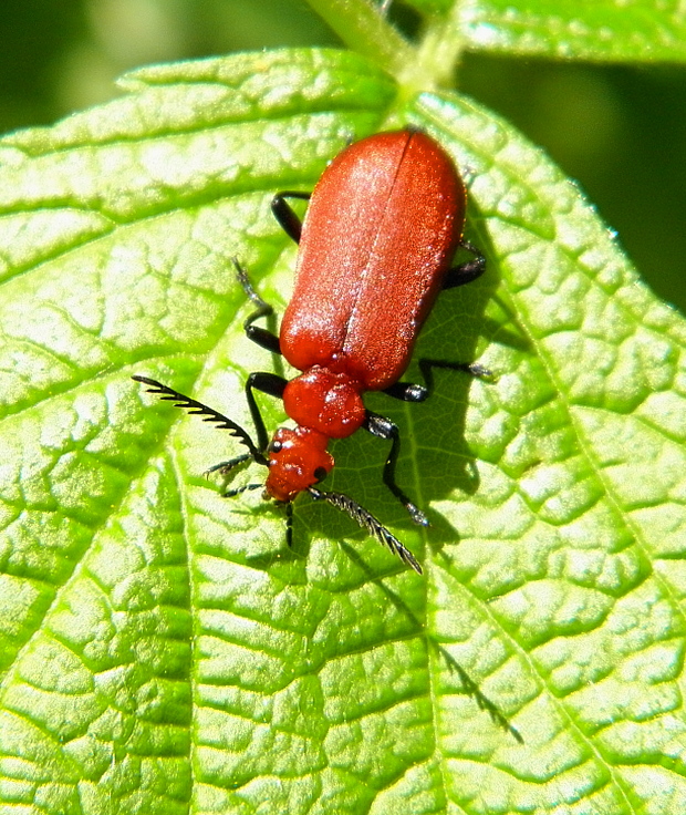 červenáčik Pyrochroa serraticornis