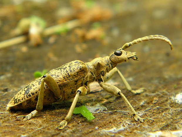 fuzáč žltoškvrnný Rhagium sycophanta