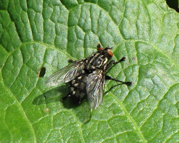 masiarka obyčajna Sarcophaga carnaria