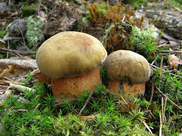 hríb zrnitohlúbikový Sutorius luridiformis (Rostk.) G. Wu & Zhu L. Yang