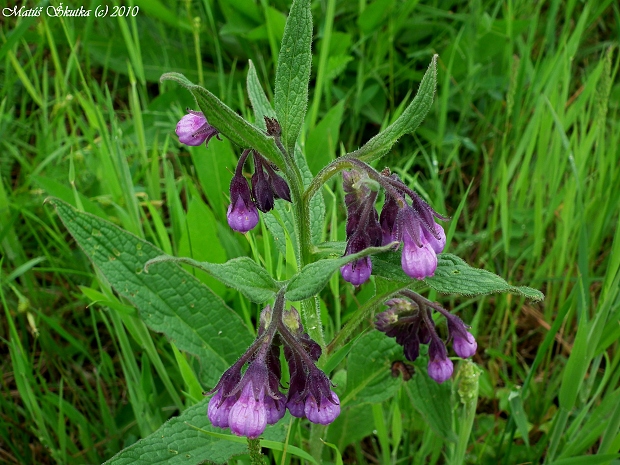 kostihoj lekársky Symphytum officinale L.