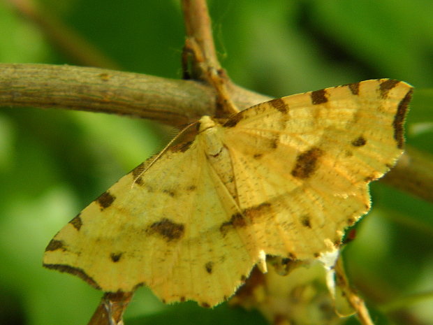 listnatka žltá Therapis flavicaria