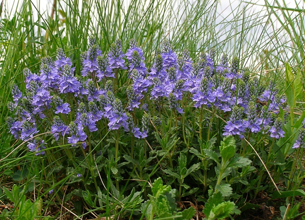 veronika rozprestretá Veronica prostrata L.