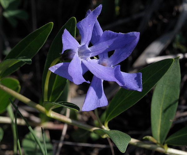 zimozeleň bylinná Vinca herbacea Waldst. et Kit.