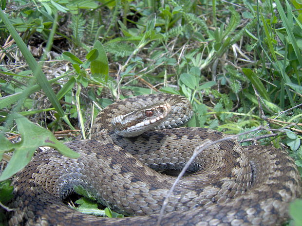 vretenica severná Vipera berus