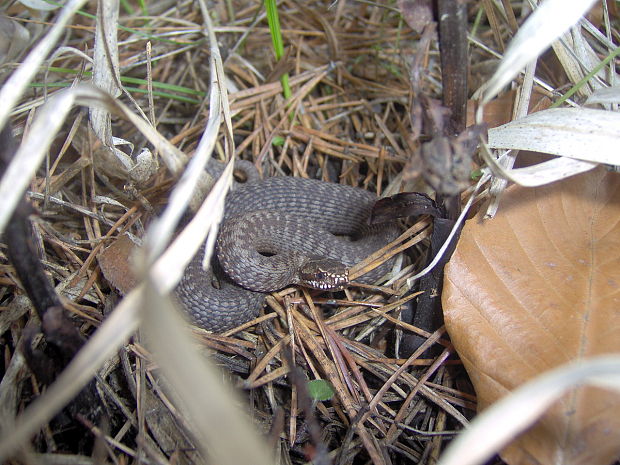 vretenica severna Vipera berus