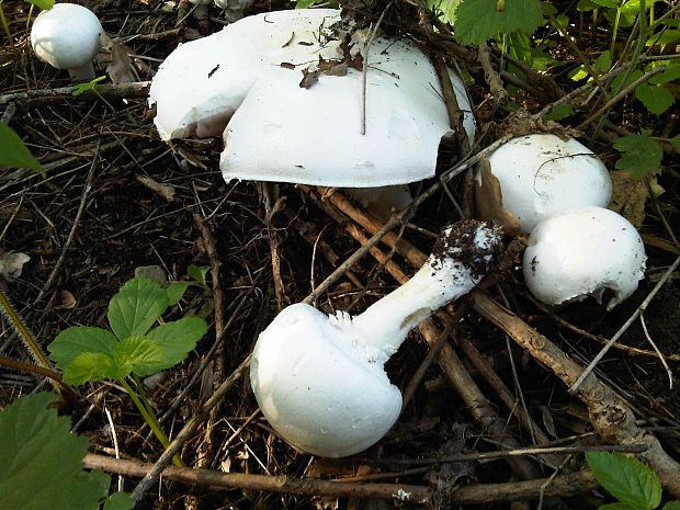 žampión agaricus