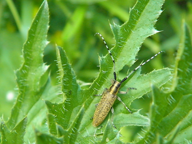 vrzúnik úzkoštíty Agapanthia villosoviridescens