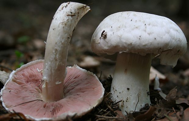 pečiarka letná? Agaricus aestivalis? (F.H. M&#248;ller) Pilát 1951