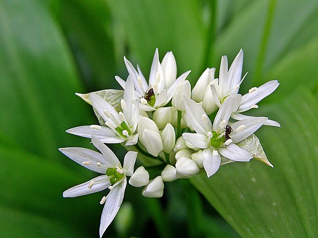 cesnak medvedí Allium ursinum L.