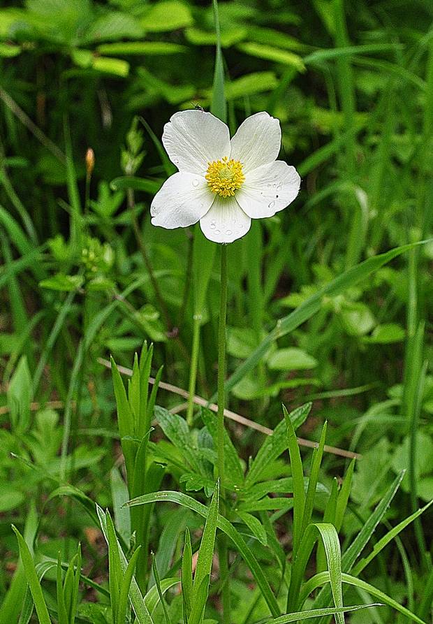 veternica lesná Anemone sylvestris L.