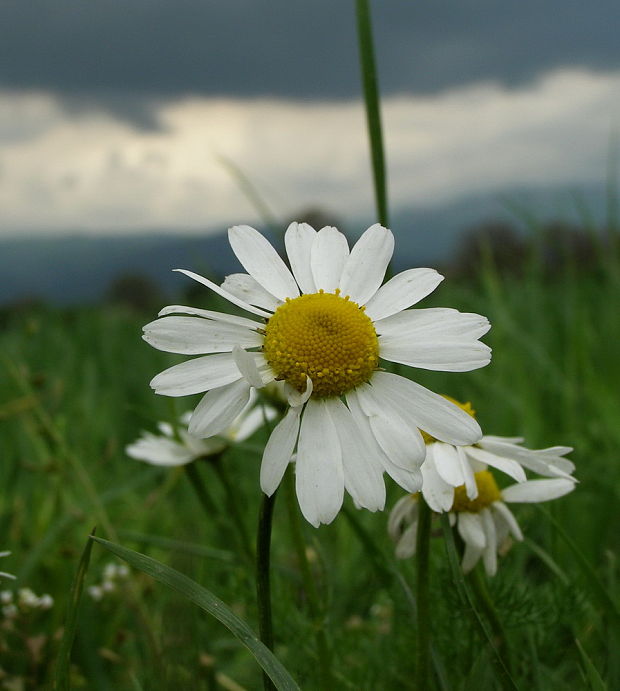 králik biely CHrysanthemum  leucanthemum