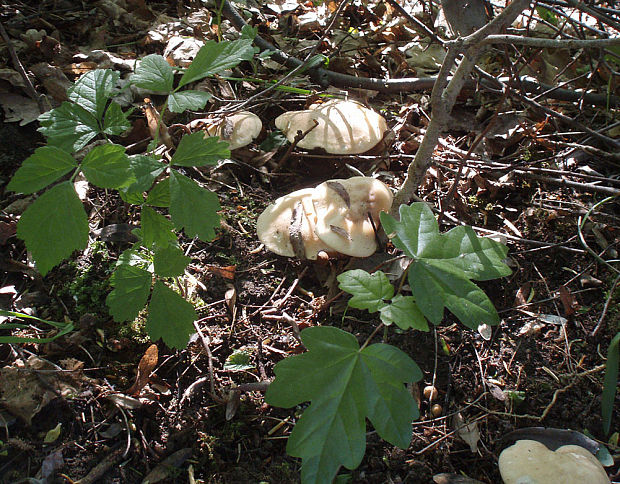 čírovnica májová Calocybe gambosa (Fr.) Donk