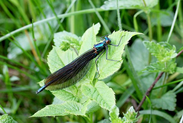 hadovka obyčajná Calopteryx virgo