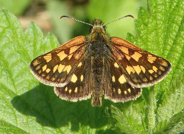 súmračník skoroceľový Carterocephalus palaemon Pallas, 1771