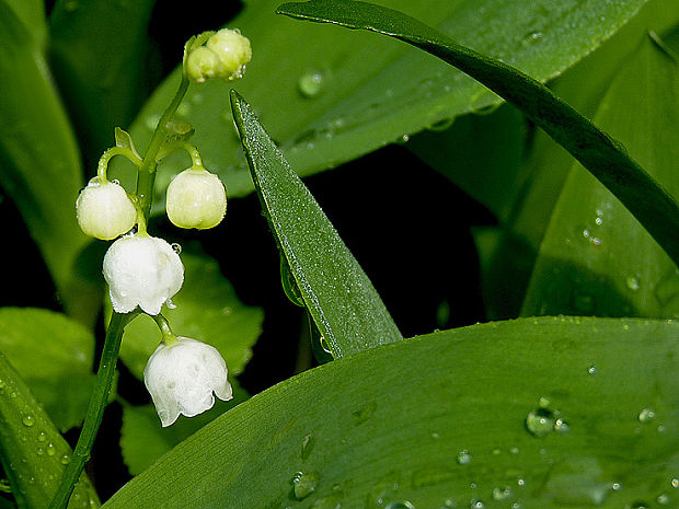 konvalinka voňavá Convallaria majalis L.