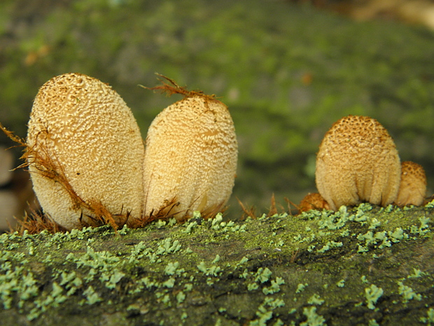 hnojník okrový Coprinellus domesticus (Bolton) Vilgalys, Hopple & Jacq. Johnson