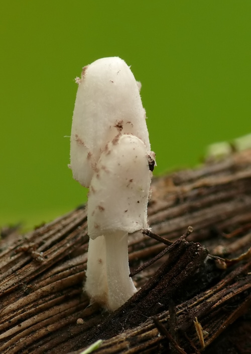 hnojník (podsekcia Alachuani) Coprinopsis sp.