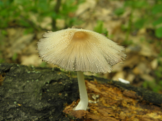 hnojník Coprinus sp.