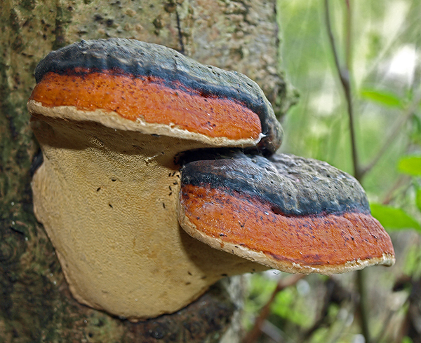 práchnovček pásikavý Fomitopsis pinicola (Sw.) P. Karst.