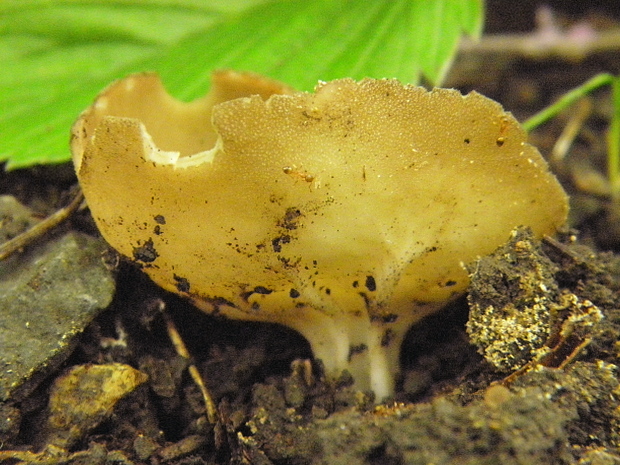 chriapač kalíškovitý Helvella acetabulum (L.) Quél.