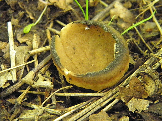 chriapač kalíškovitý Helvella acetabulum (L.) Quél.