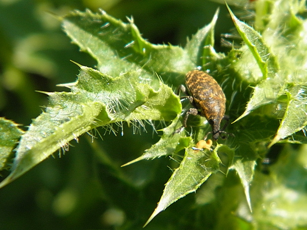 nosáčik Larinus sp