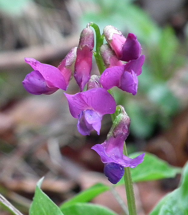 hrachor jarný Lathyrus vernus (L.) Bernh.