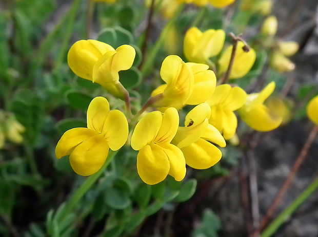 ľadenec rožkatý Lotus corniculatus L.