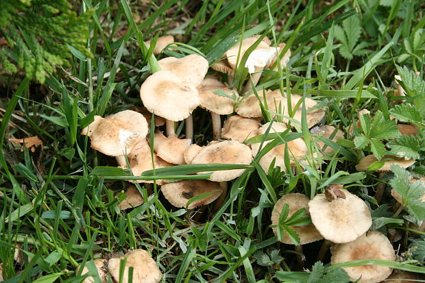 tanečnica poľná Marasmius oreades (Bolton) Fr.