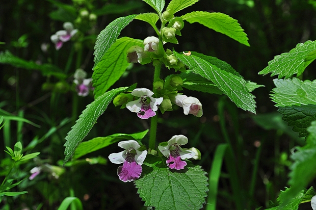 medúnka medovkolistá Melittis melissophyllum L.