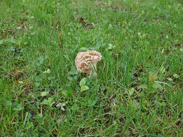 smrčok jedlý Morchella esculenta (L.) Pers.