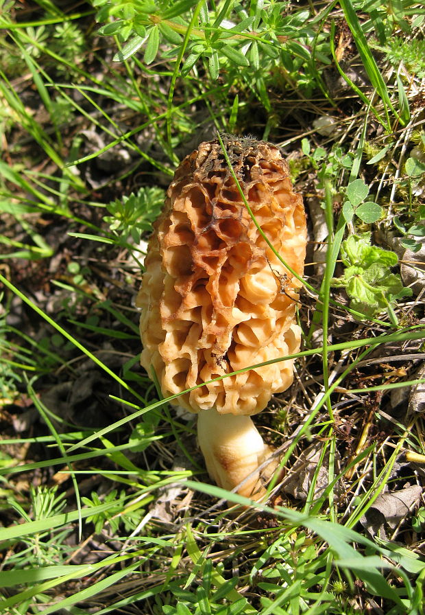 smrčok Morchella sp.