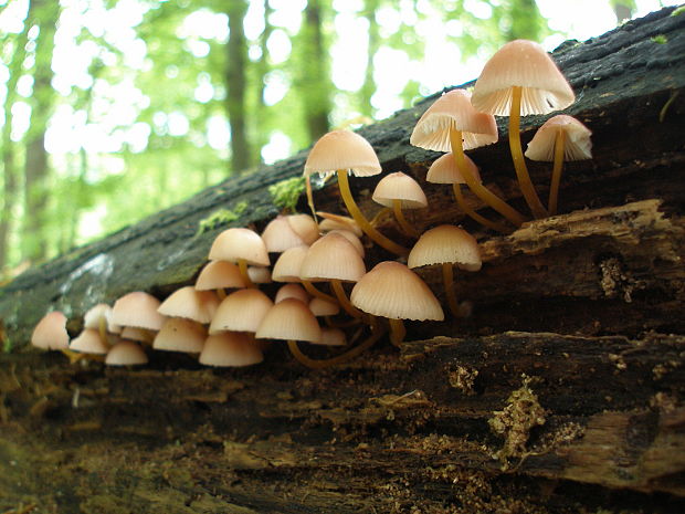 prilbička žltohlúbiková Mycena renati Quél.