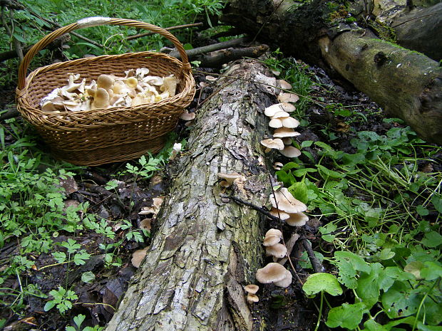 hliva lievikovitá Pleurotus cornucopiae (Paulet) Rolland