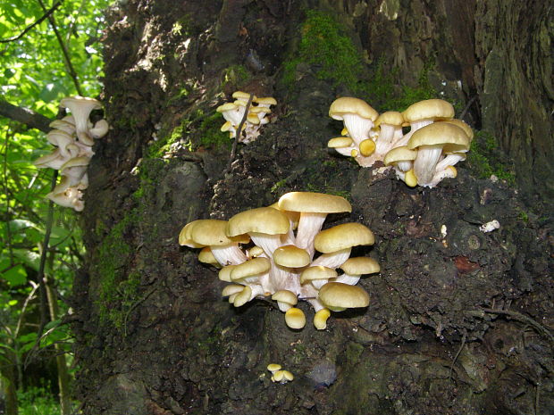 hliva lievikovitá Pleurotus cornucopiae (Paulet) Rolland