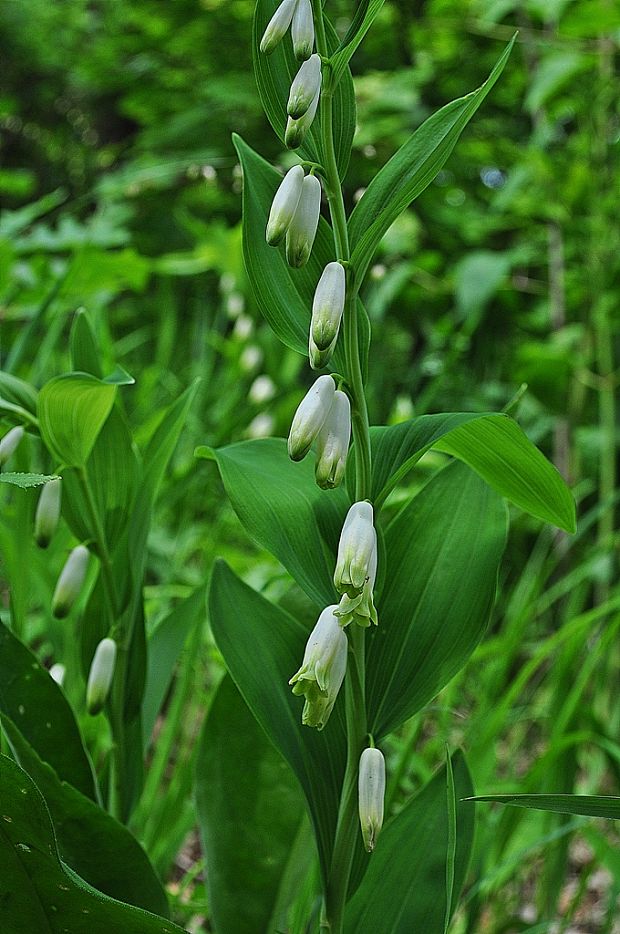 kokorík voňavý Polygonatum odoratum (Mill.) Druce