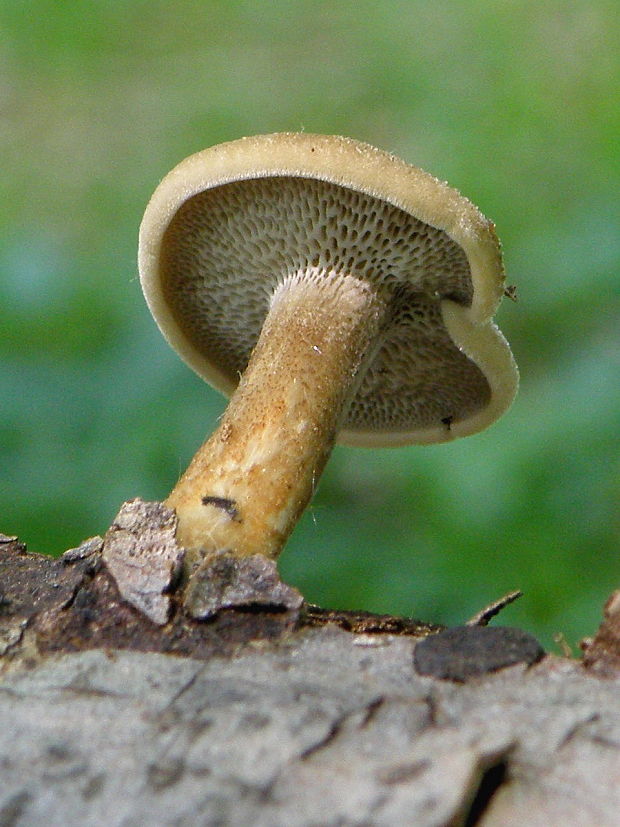 trúdnik Polyporus sp.