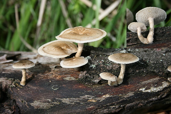 trúdnik Polyporus sp.