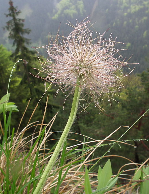 poniklec slovenský Pulsatilla slavica Reuss